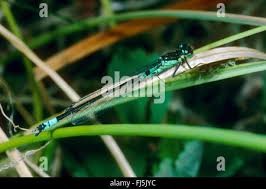Attēlu rezultāti vaicājumam “Coenagrion armatum male”