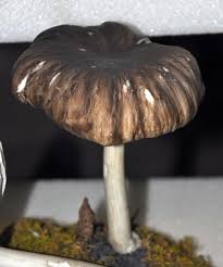 Attēlu rezultāti vaicājumam “Collybia sp.”