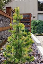 Image result for Pinus cembra