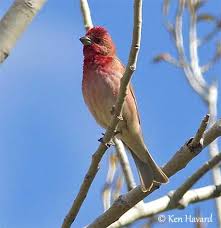 Attēlu rezultāti vaicājumam “Carpodacus erythrinus adult”