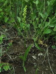 Attēlu rezultāti vaicājumam “Herminium monorchis leaf”