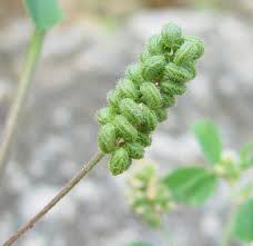 Attēlu rezultāti vaicājumam “Medicago lupulina”