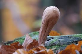 Attēlu rezultāti vaicājumam “Clavariadelphus pistillaris”