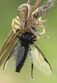 Attēlu rezultāti vaicājumam “Xysticus bifasciatus”