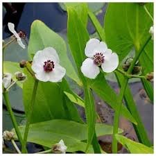 Attēlu rezultāti vaicājumam “Sagittaria sagittifolia leaf”