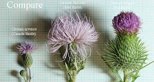 Attēlu rezultāti vaicājumam “Cirsium x rigens leaf”