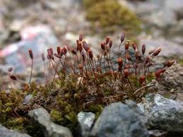 Attēlu rezultāti vaicājumam “Tortula lingulata”