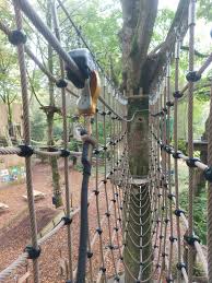 Image result for Go Ape! Whinlatter
