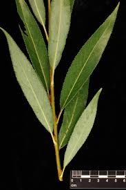 Attēlu rezultāti vaicājumam “Salix fragilis”