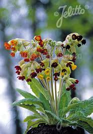 Image result for Primula veris