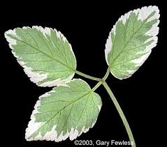 Attēlu rezultāti vaicājumam “Aegopodium podagraria leaf”