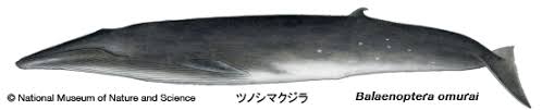 Image result for Balaenoptera omurai