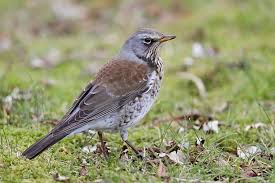 Attēlu rezultāti vaicājumam “Turdus pilaris”