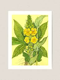 Image result for Verbascum phlomoides