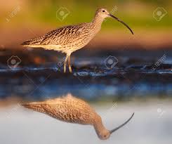 Attēlu rezultāti vaicājumam “Numenius arquata”