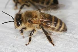 Attēlu rezultāti vaicājumam “Apis mellifera”