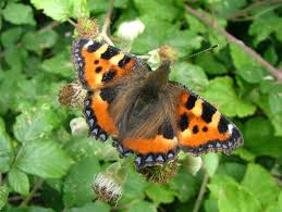 Image result for Small Tortoiseshell