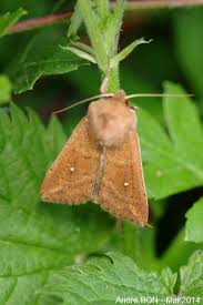 Attēlu rezultāti vaicājumam “Mythimna sp.”