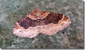 Attēlu rezultāti vaicājumam “Xanthorhoe ferrugata”