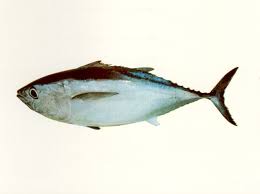 Image result for Thunnus maccoyii