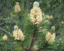 Attēlu rezultāti vaicājumam “Pinus mugo male flower”