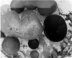 Attēlu rezultāti vaicājumam “Nostoc pruniforme”