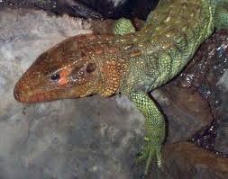 Image result for reptile scales