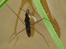 Attēlu rezultāti vaicājumam “Gerridae imago”