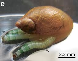 Attēlu rezultāti vaicājumam “Leucochloridium paradoxum”