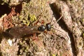 Attēlu rezultāti vaicājumam “Eulithis pyraliata”