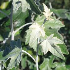 Attēlu rezultāti vaicājumam “Populus alba Nivea”