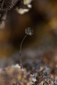 Attēlu rezultāti vaicājumam “Barbeyella minutissima”