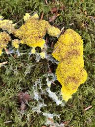 Attēlu rezultāti vaicājumam “Fuligo candida spores”