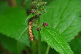 Attēlu rezultāti vaicājumam “Stachys sylvatica bud”