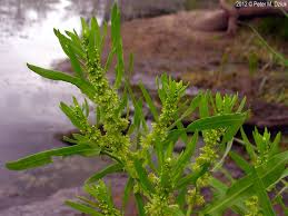 Attēlu rezultāti vaicājumam “Rumex maritimus leaf”