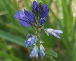 Attēlu rezultāti vaicājumam “Polygala vulgaris leaf”