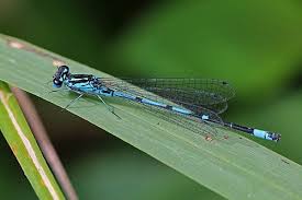 Attēlu rezultāti vaicājumam “Coenagrion pulchellum female”