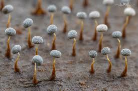 Attēlu rezultāti vaicājumam “Physarum album young”