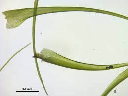 Attēlu rezultāti vaicājumam “Dicranodontium denudatum”