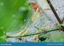 Attēlu rezultāti vaicājumam “Yponomeuta malinellus / cagnagella imago”