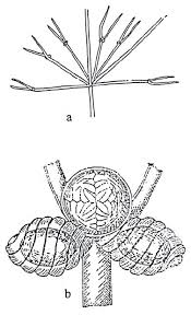 Attēlu rezultāti vaicājumam “Nitella flexilis”