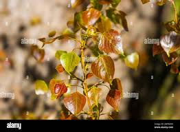 Attēlu rezultāti vaicājumam “Populus x canadensis leaf”