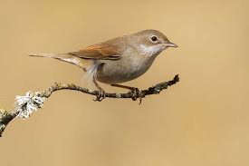 Attēlu rezultāti vaicājumam “Sylvia communis adult”
