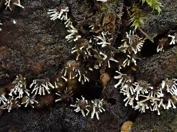 Attēlu rezultāti vaicājumam “Polycephalomyces tomentosus”