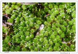 Attēlu rezultāti vaicājumam “Bryales”