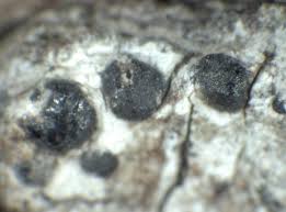 Attēlu rezultāti vaicājumam “Acrocordia gemmata”