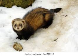 Attēlu rezultāti vaicājumam “Mustela putorius”