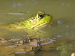 Attēlu rezultāti vaicājumam “Ranidae”