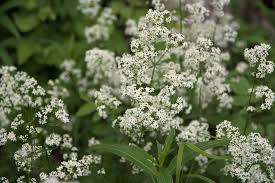 Attēlu rezultāti vaicājumam “Galium boreale fruit”