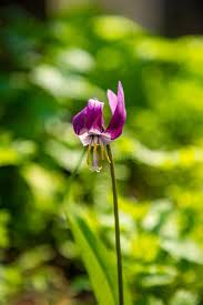 Attēlu rezultāti vaicājumam “Erythronium sibiricum flower”